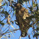 The hybrid nestling showing a mix of both species’ juvenile coloration.